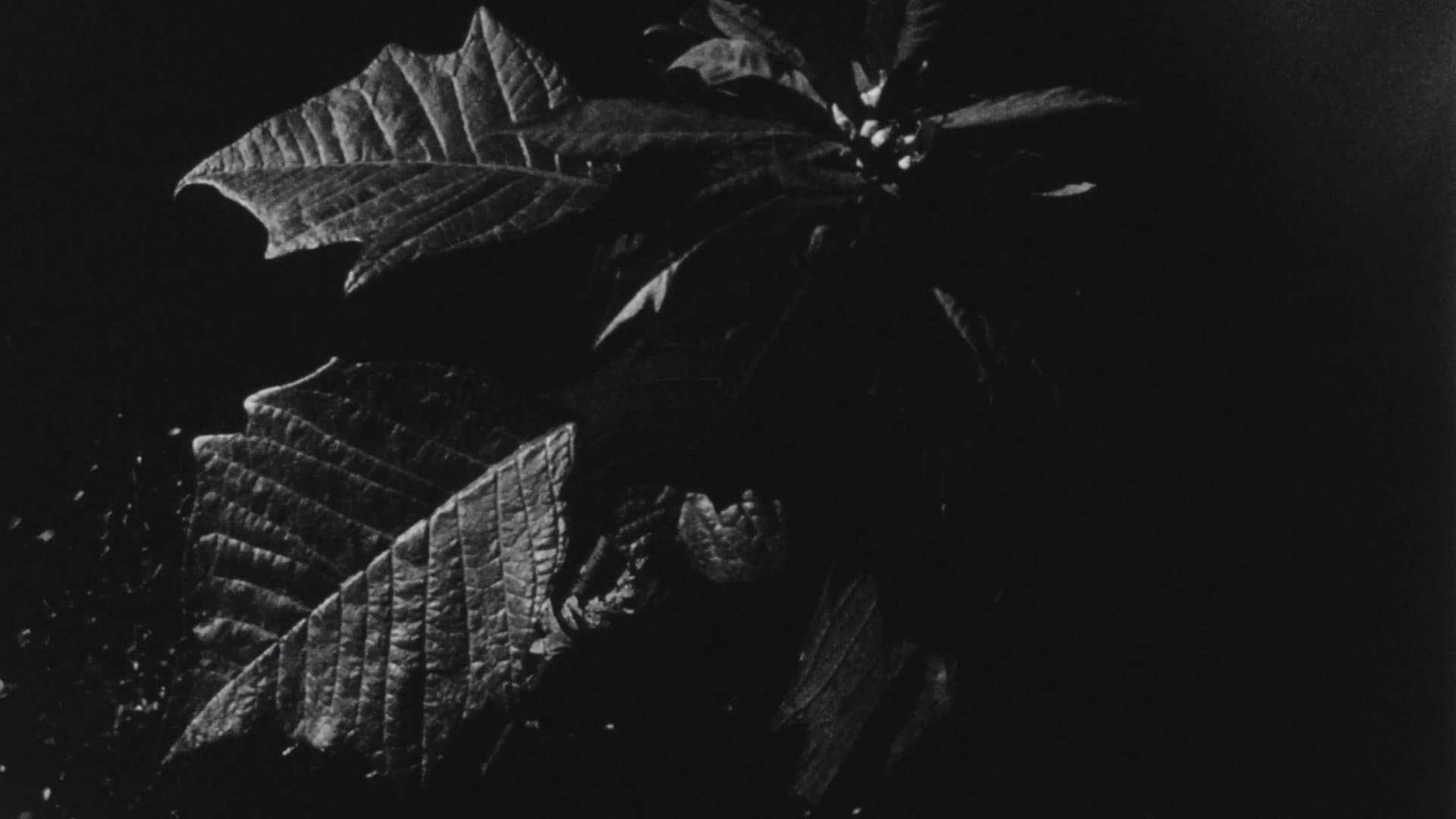 Street Film Part XI