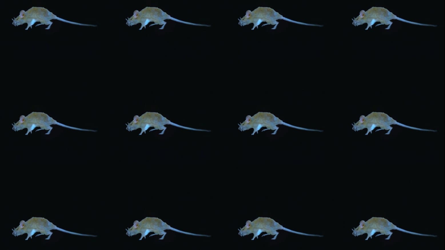 The Experience of a Rat