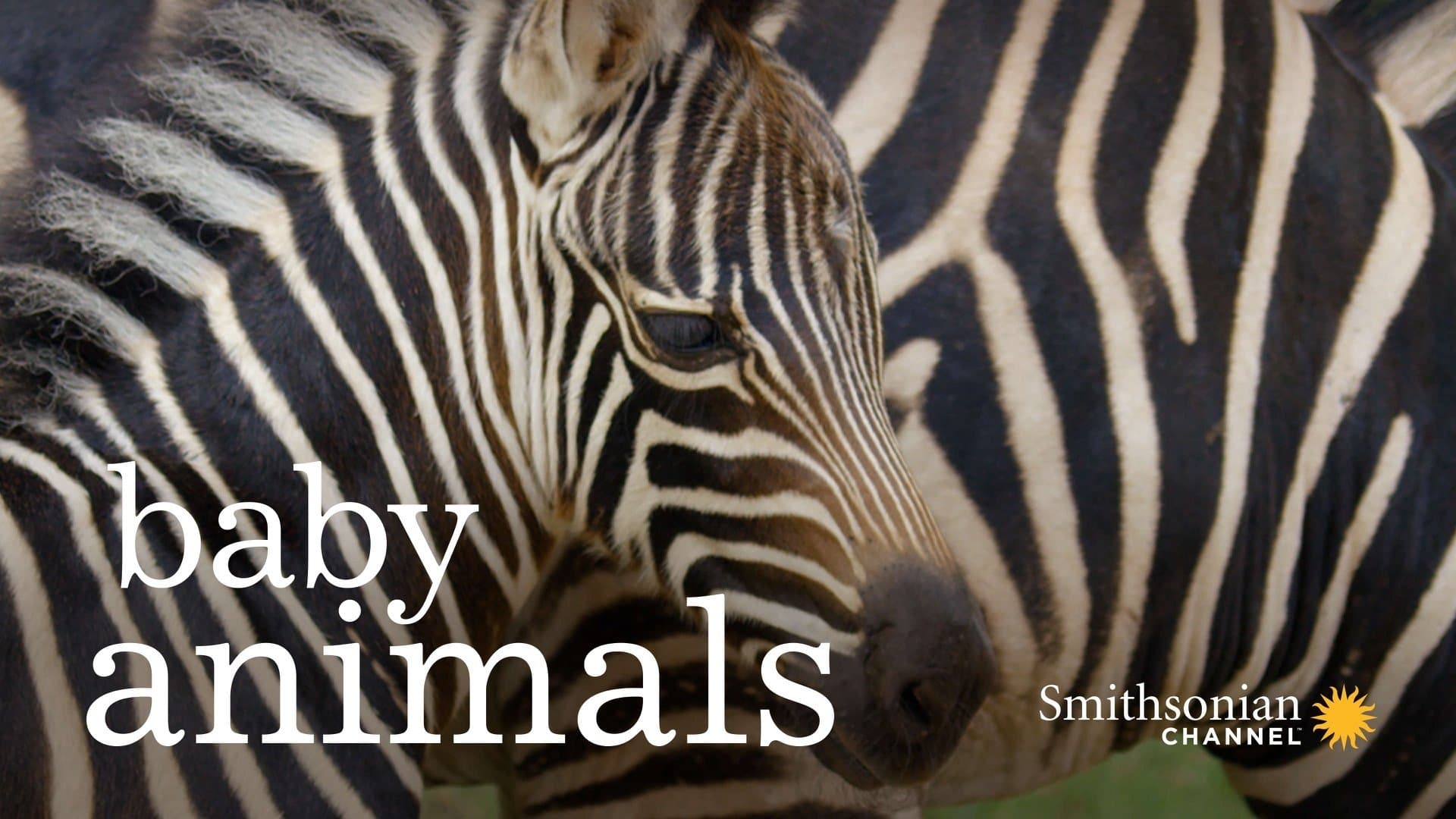 Animales bebé