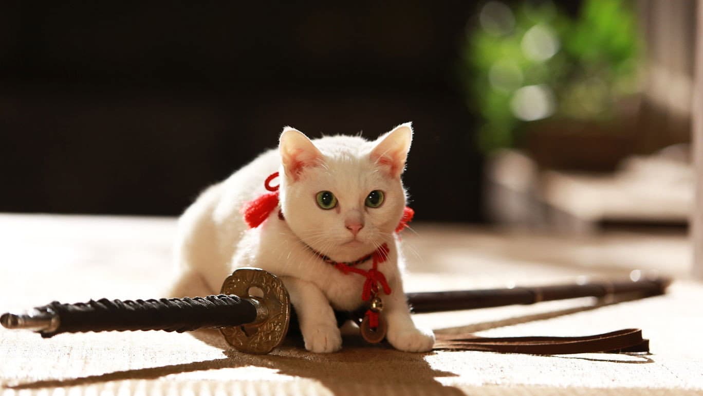 猫侍 南の島へ行く