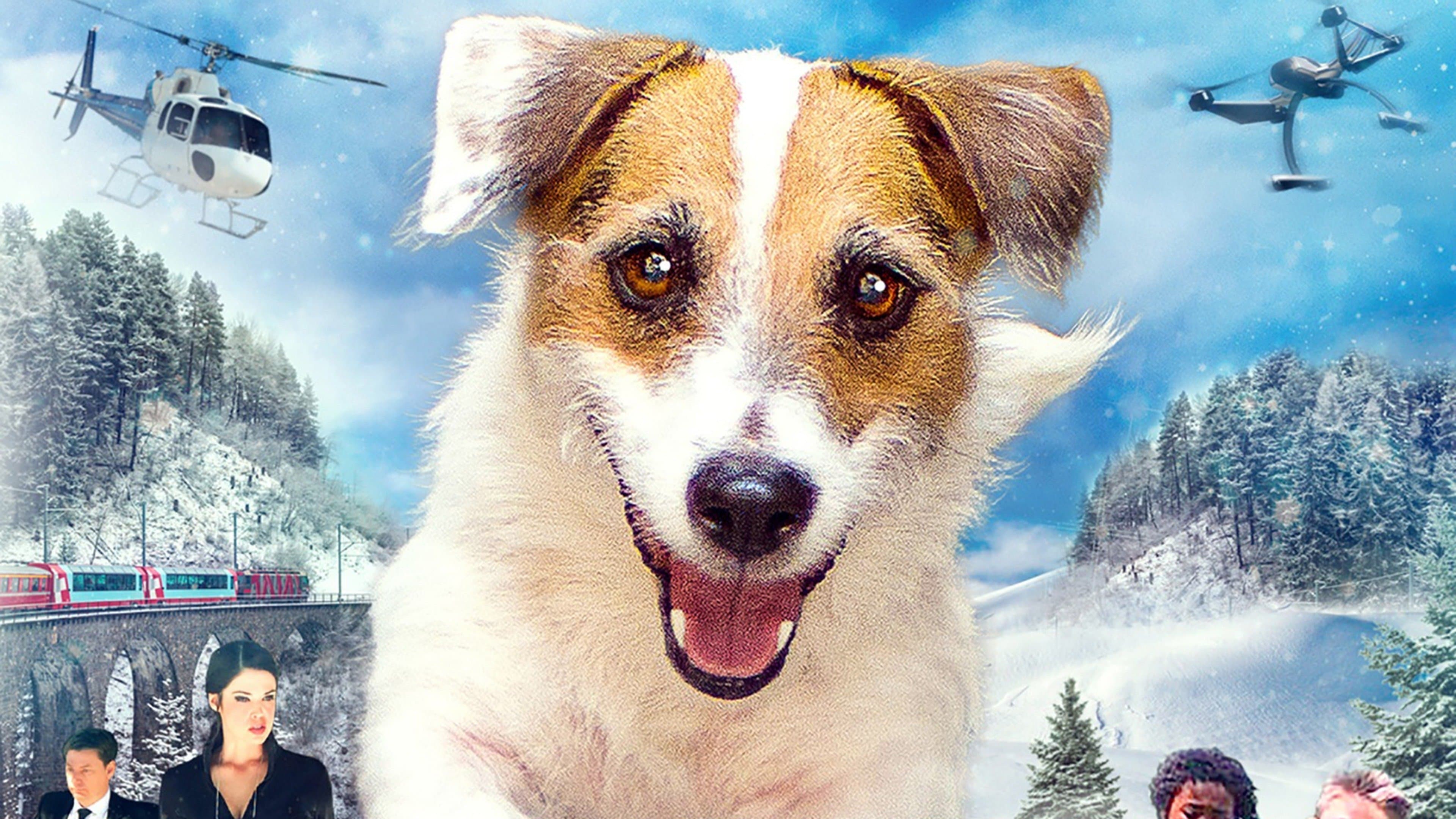 A Doggone Collection