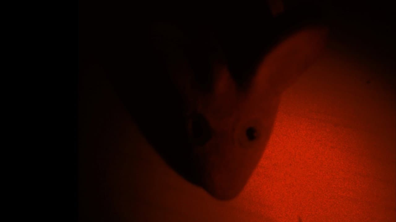 A Tragédia do Rato