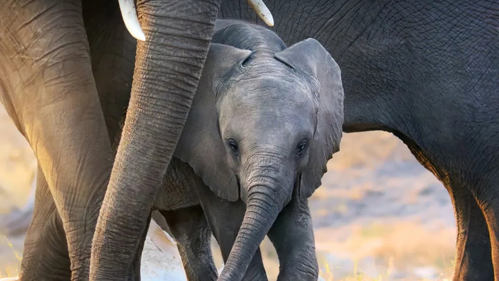 Elefante