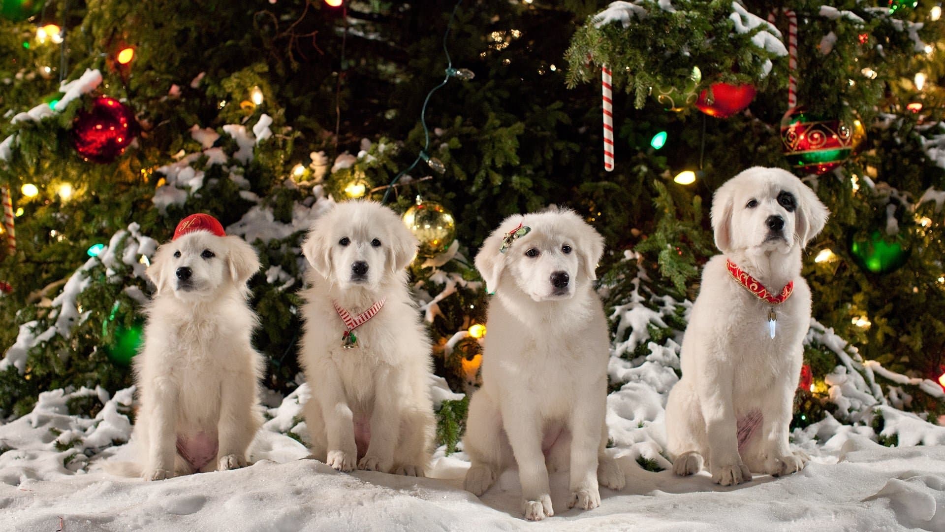 Santa Paws 2: los cachorros de Santa