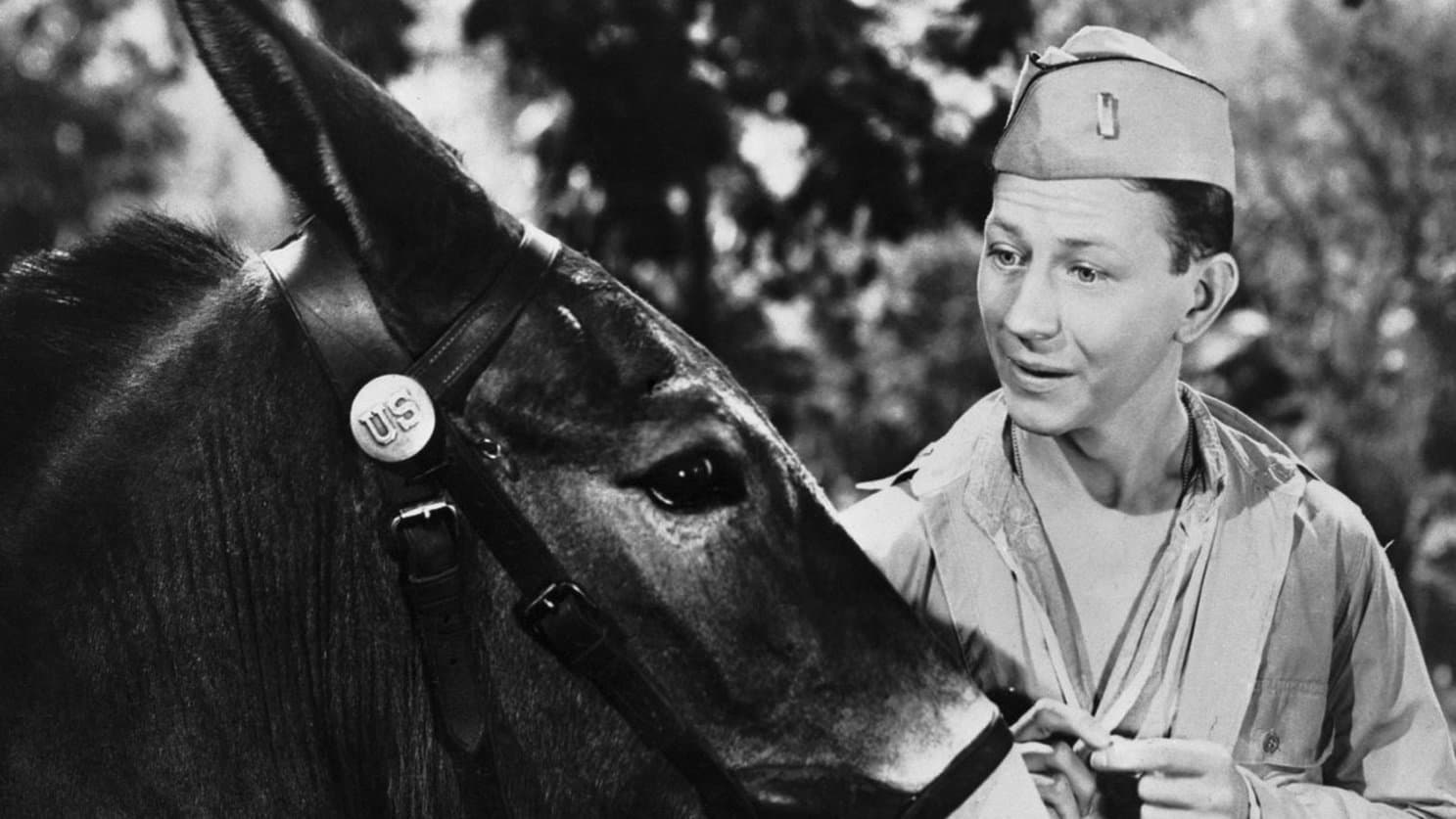 Francis the Talking Mule Collection