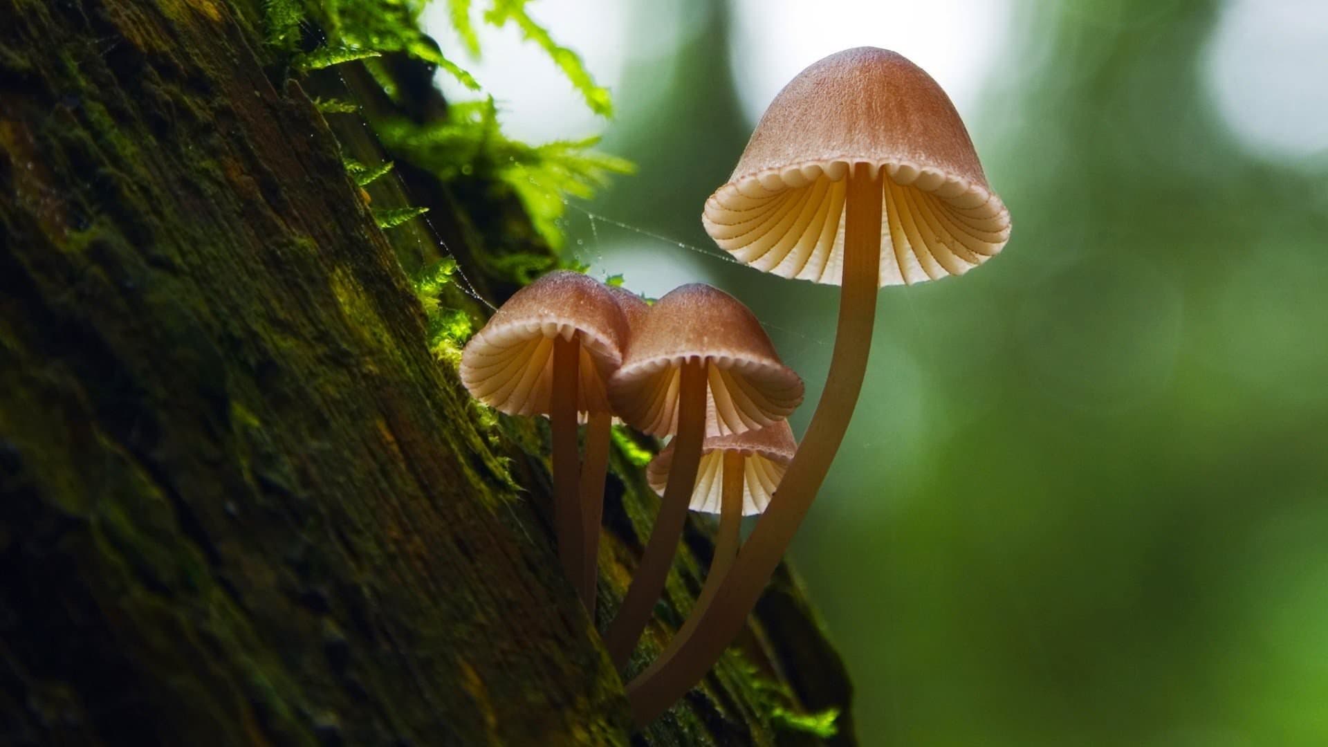 Hongos fantásticos