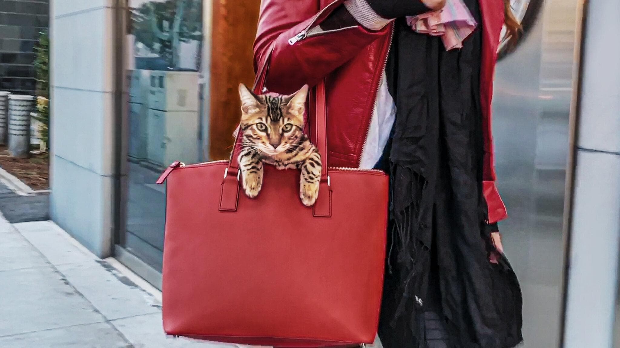 Gente de gatos