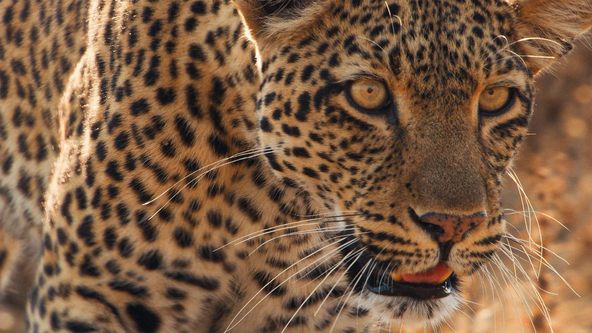 Mammals