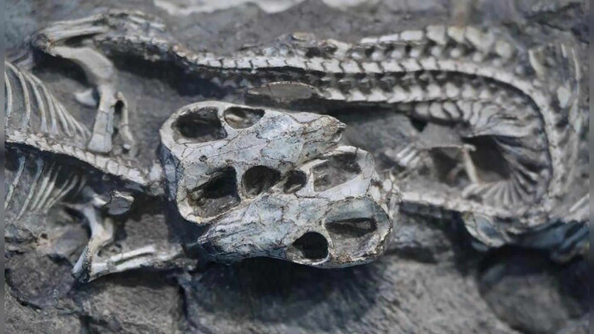 The Origins of Mammals