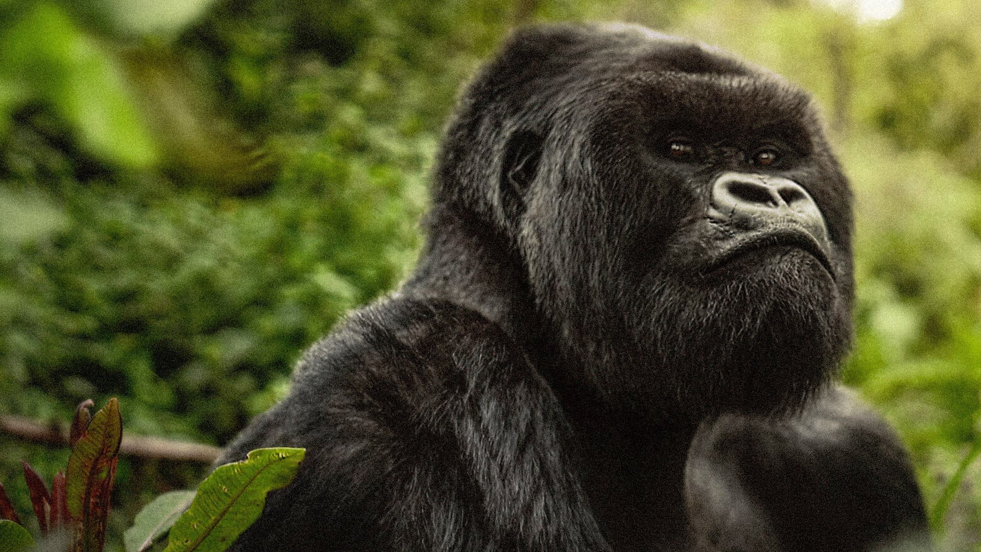 Una historia de gorilas contada por David Attenborough