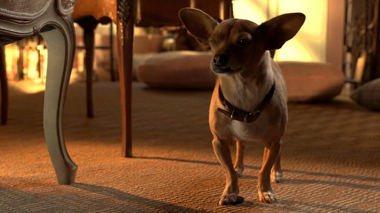 Una Chihuahua de Beverly Hills 3: ¡Viva la Fiesta!