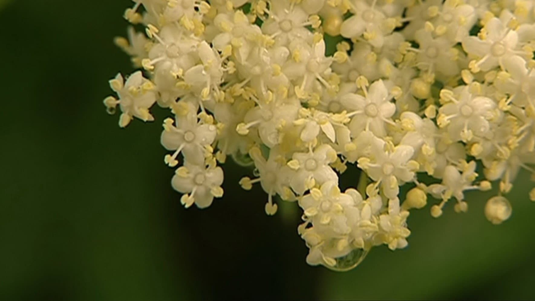 Holunderblüte