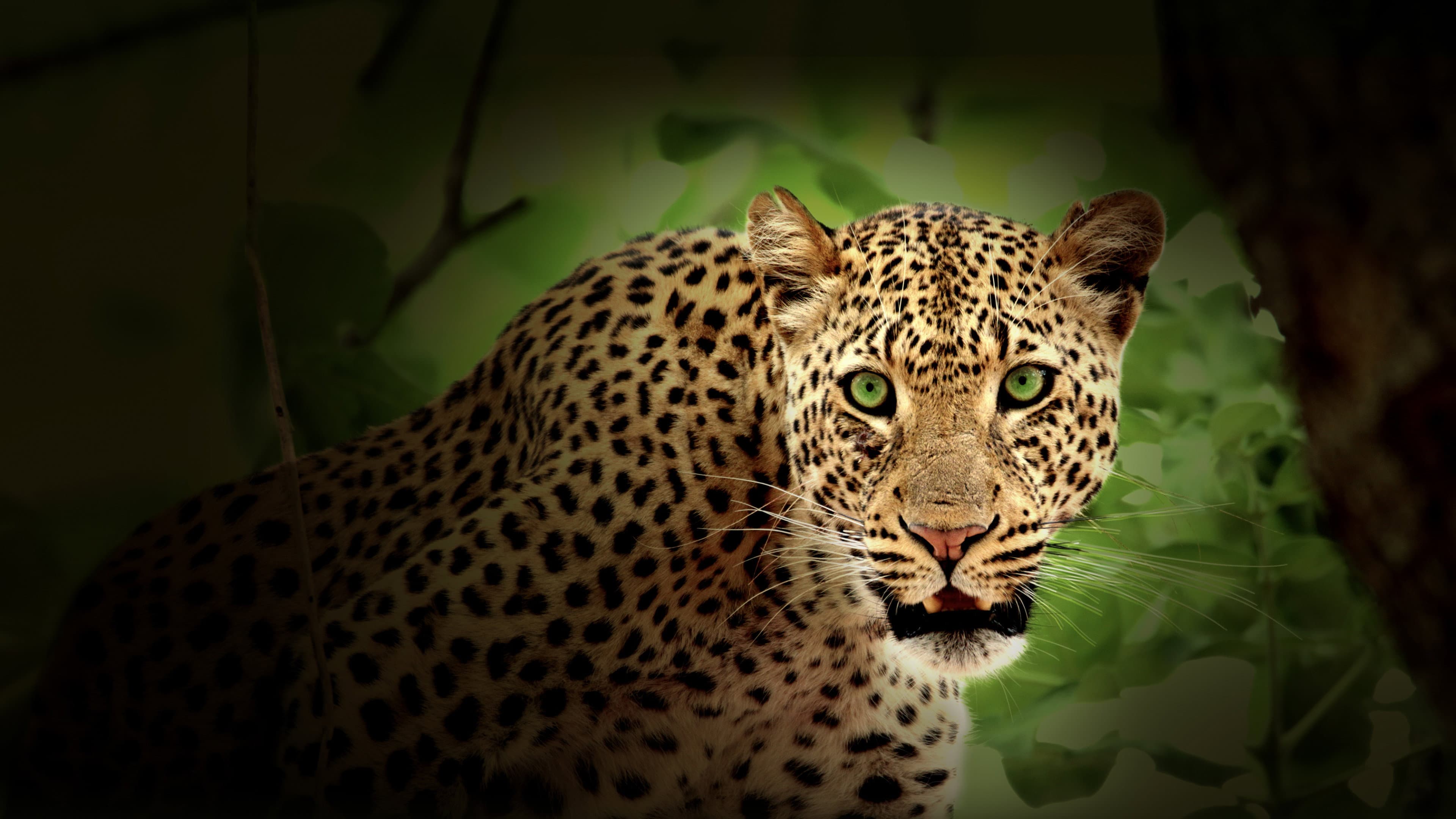 Cazadores de África