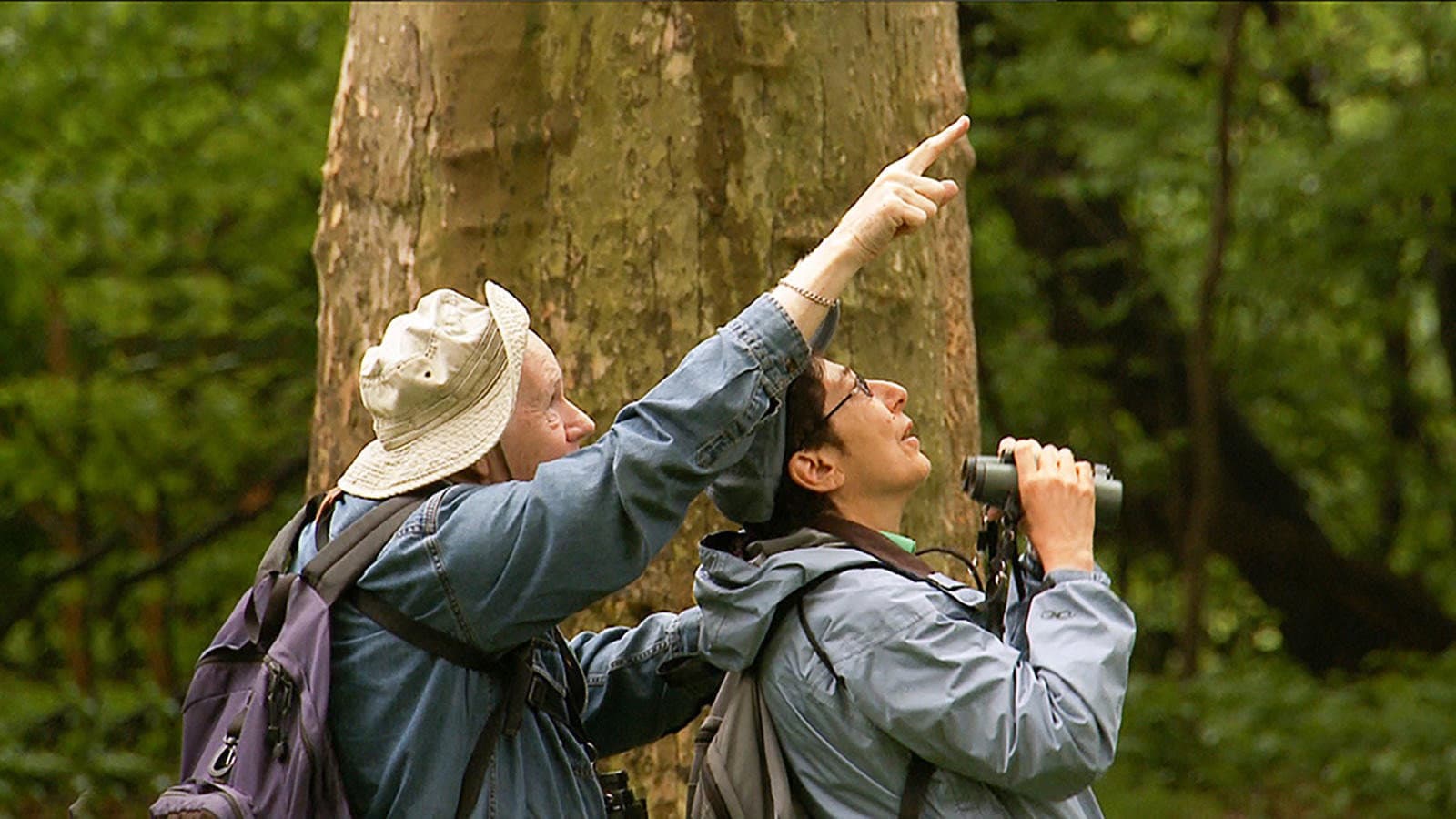 Birders: The Central Park Effect