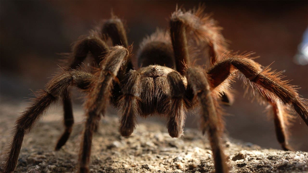 72 Animales Peligrosos: Australia