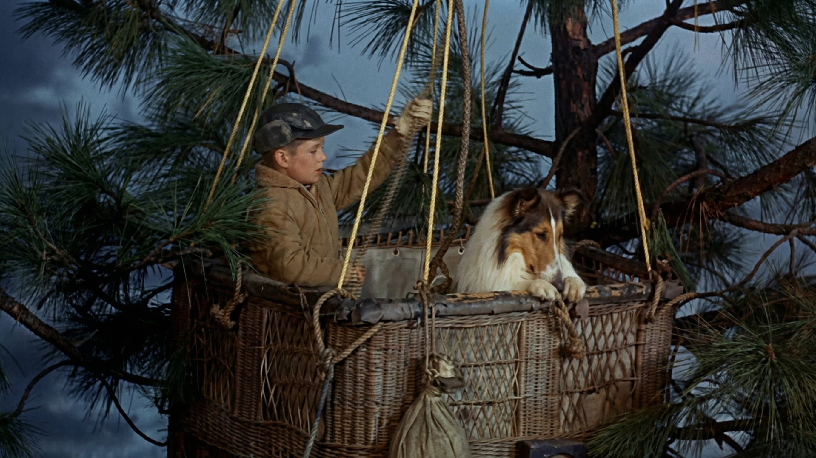Lassie TV Collection