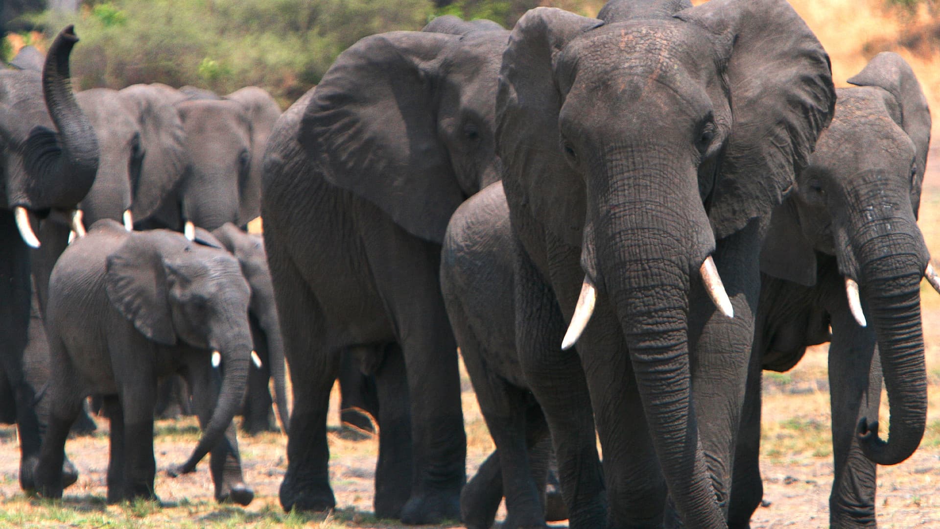 Elephants on the Run