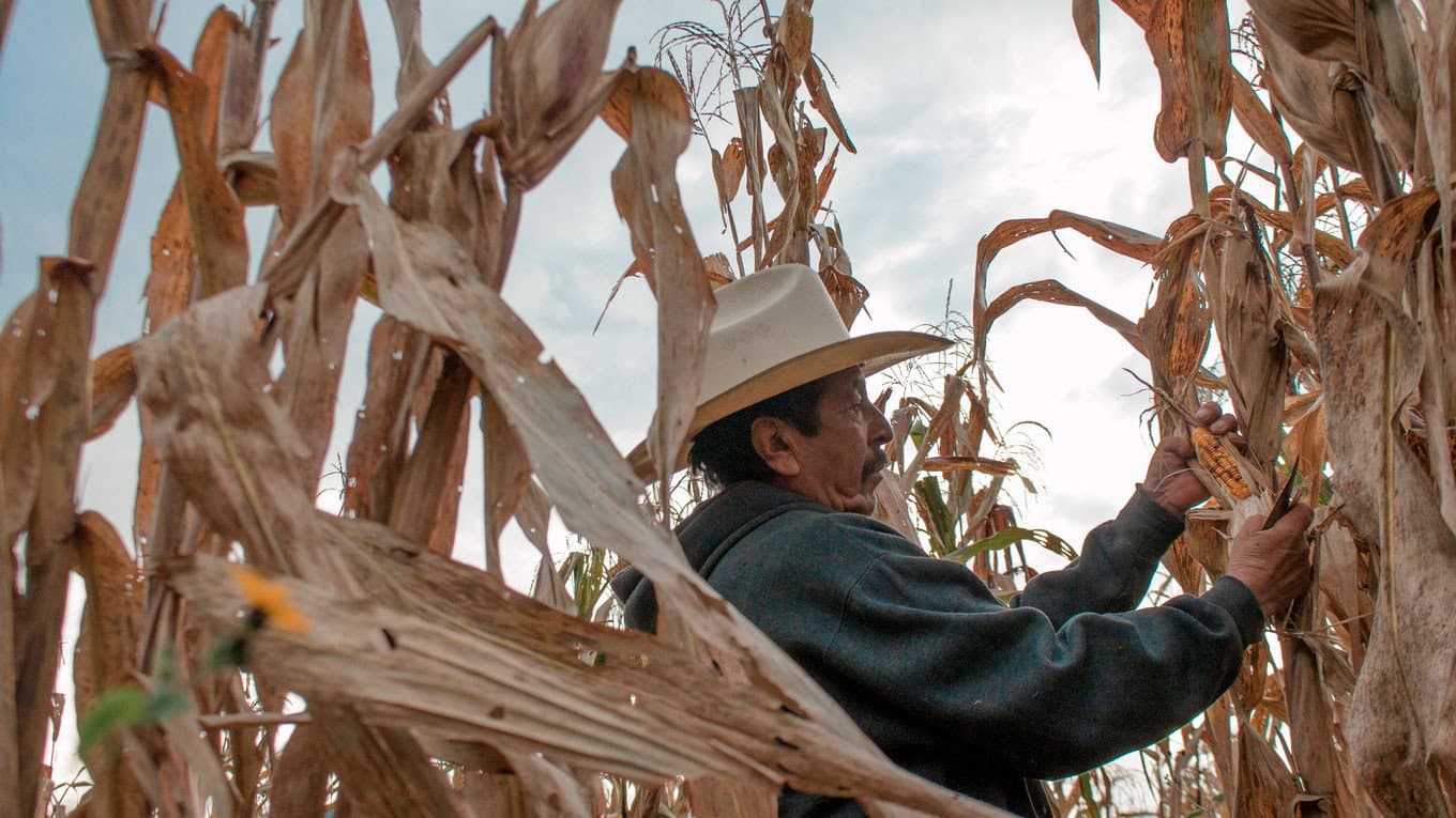 Semillas, el legado de la tierra