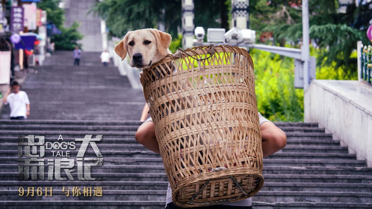 忠犬流浪记
