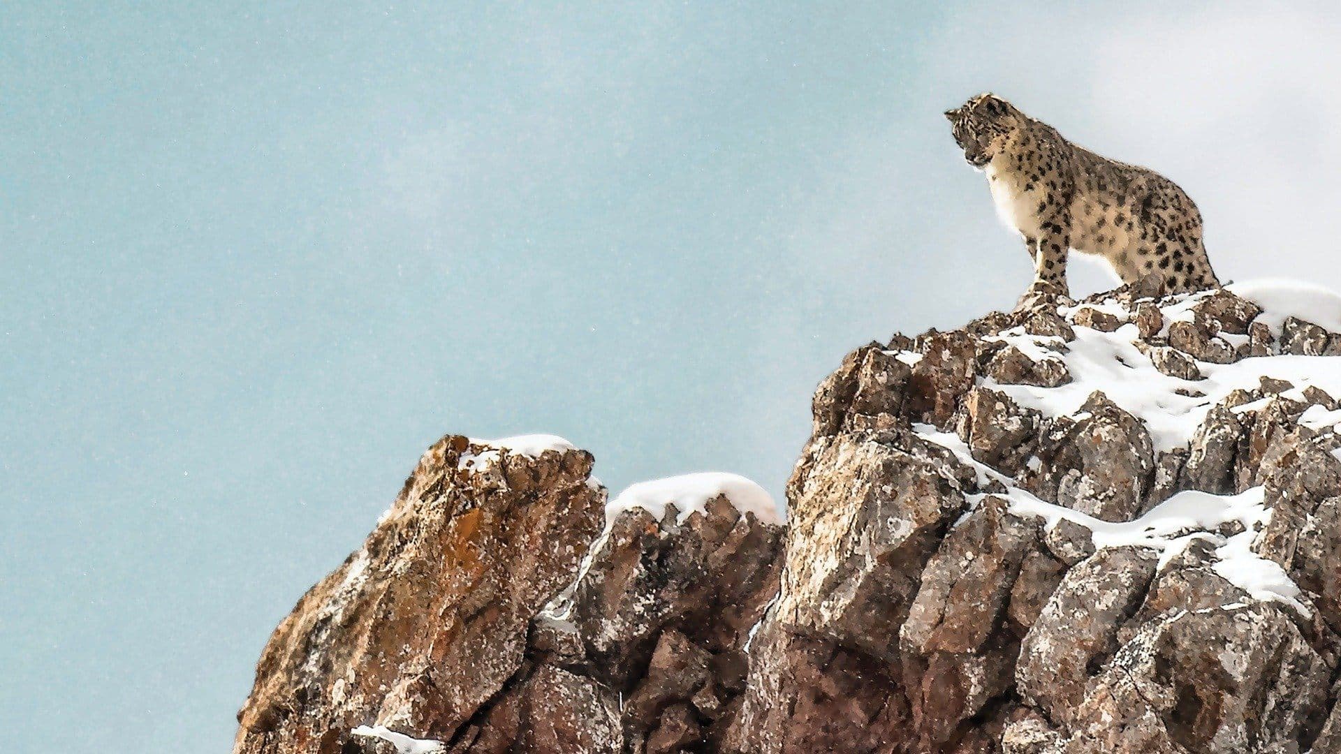 El leopardo de las nieves