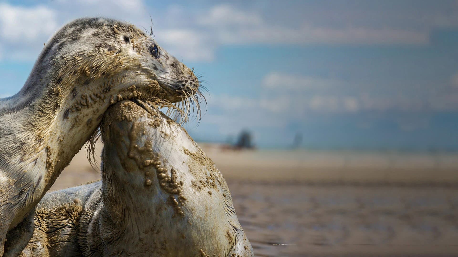 Wad: overleven op de grens van water en land