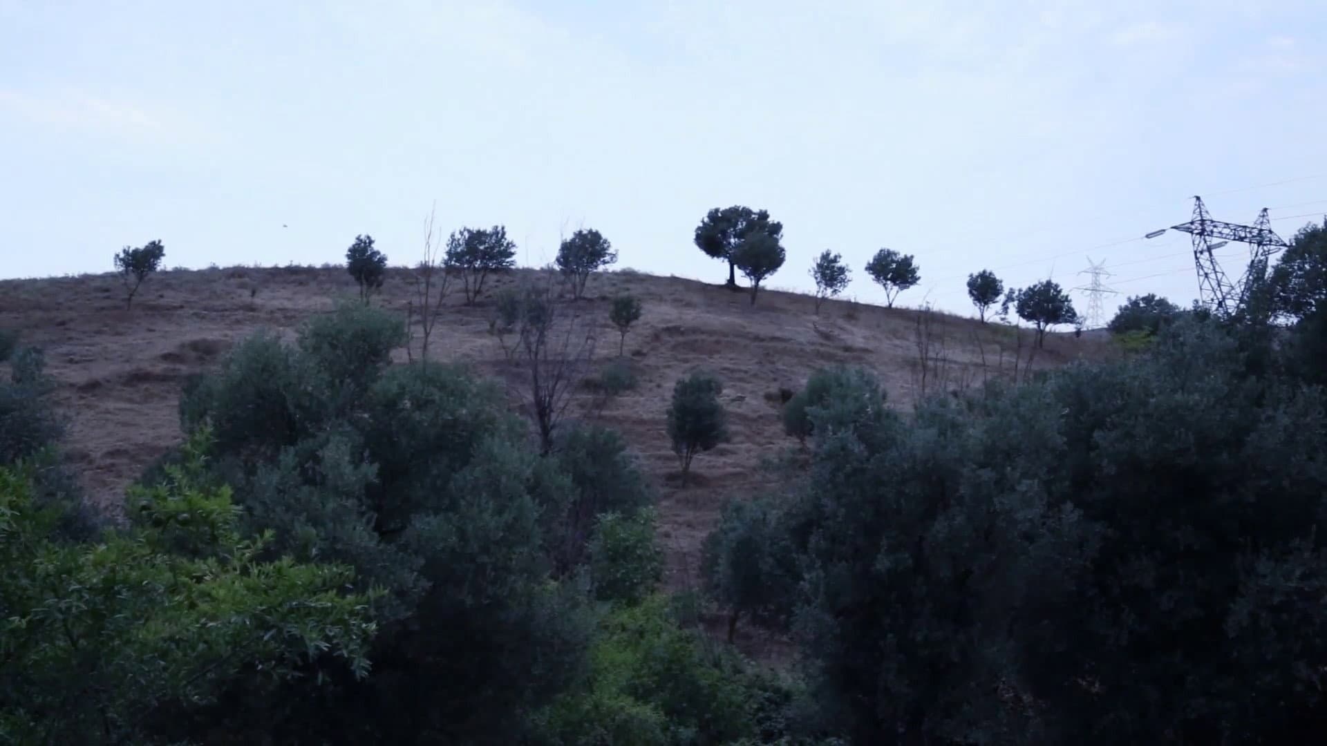 و کیارستمی ادامه دارد