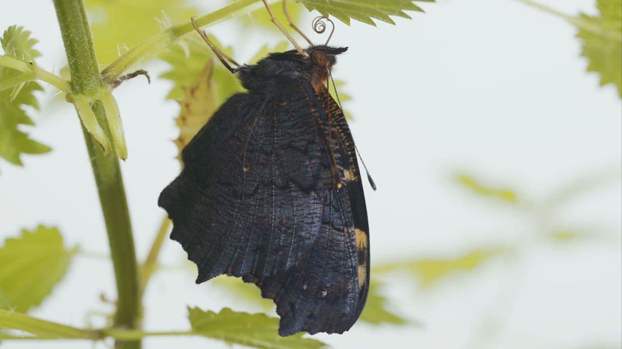 Metamorfose