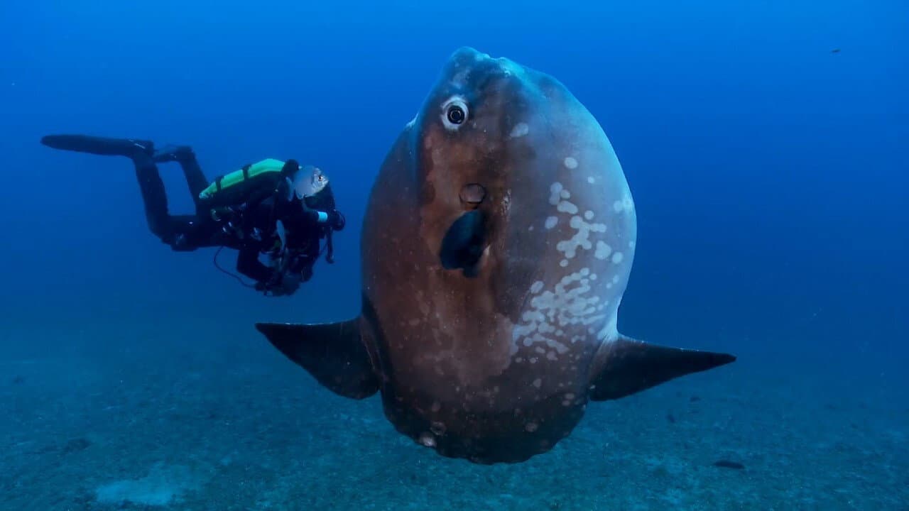 Nausicaa - L'aquarium du futur