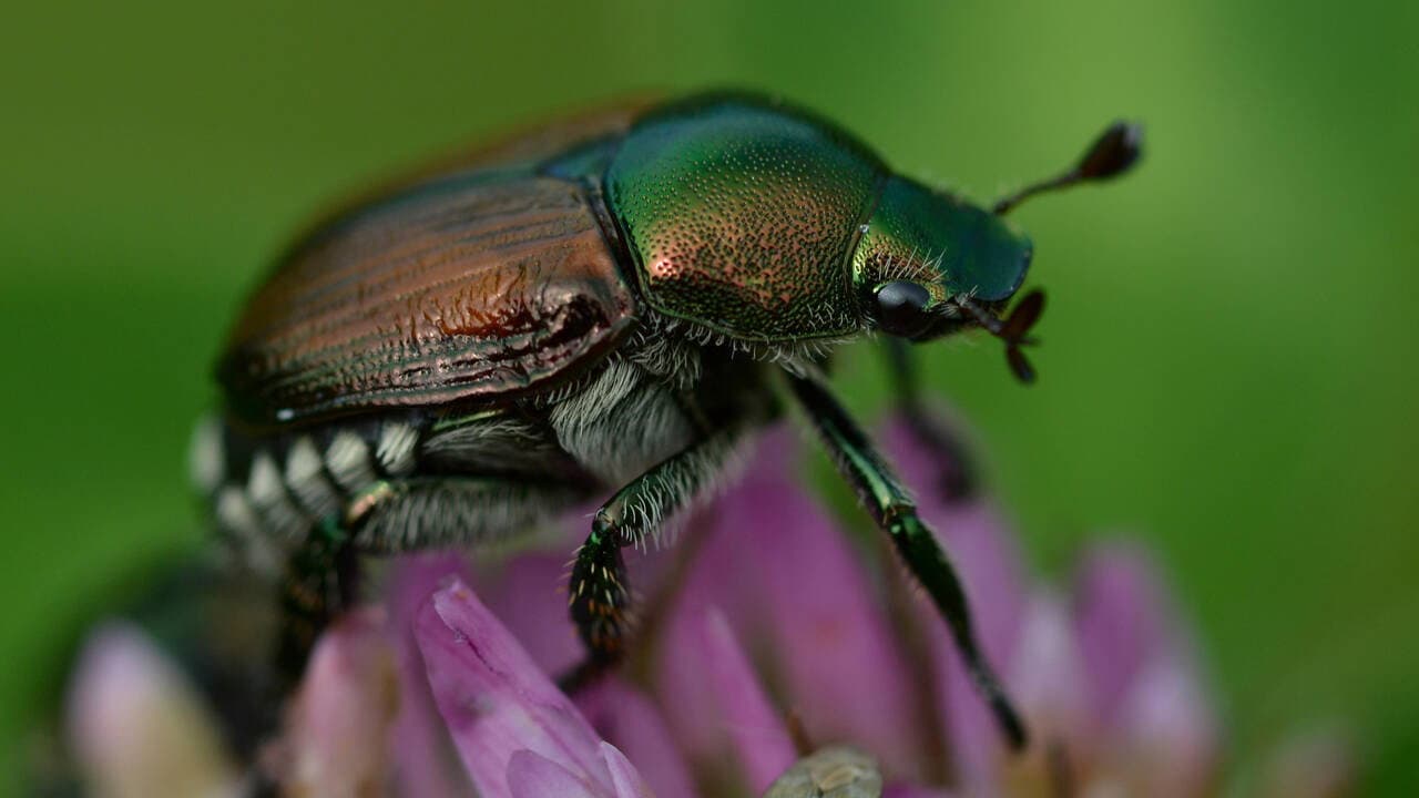 Fabelhafte Insekten - Käfer