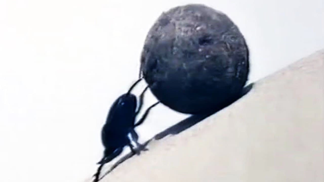Balegari