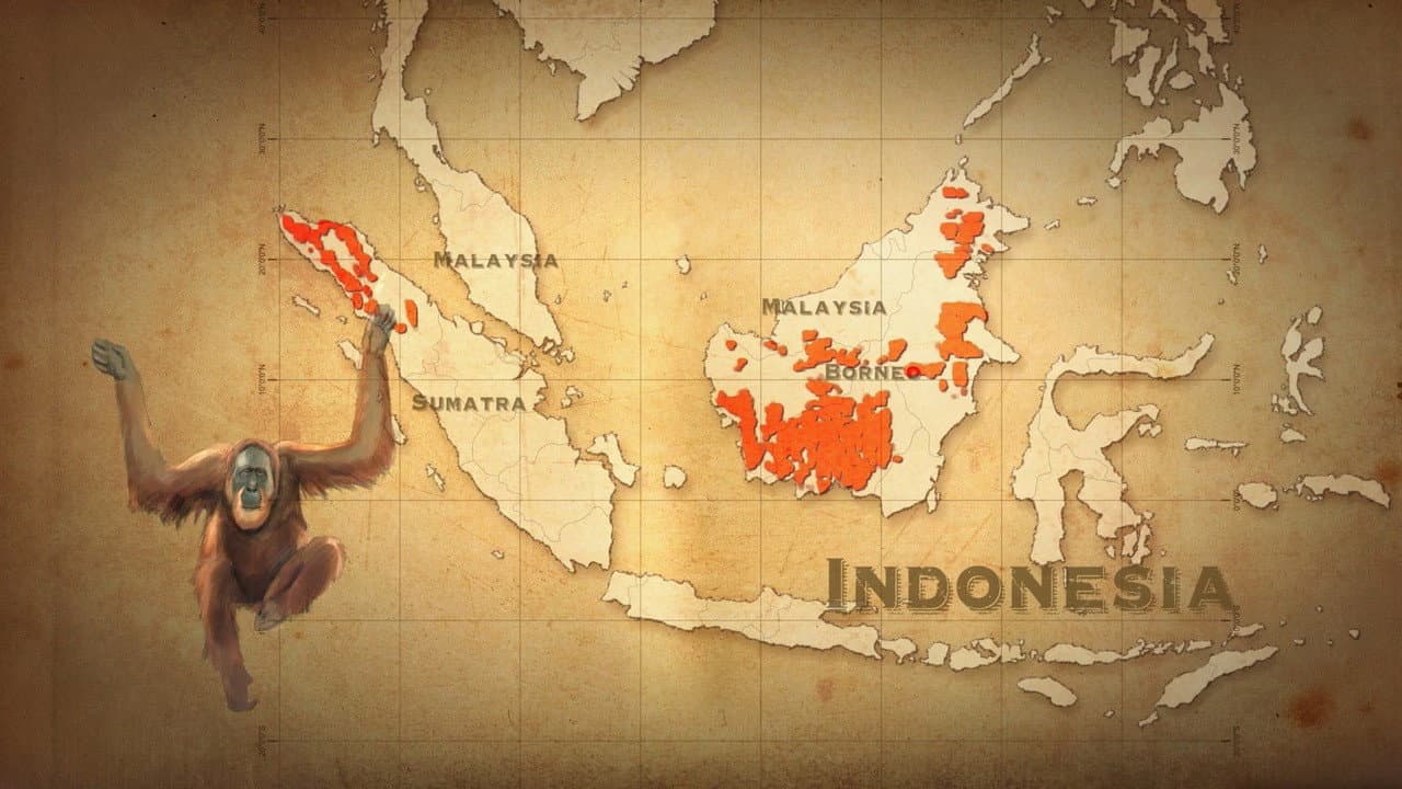 The Great Apes