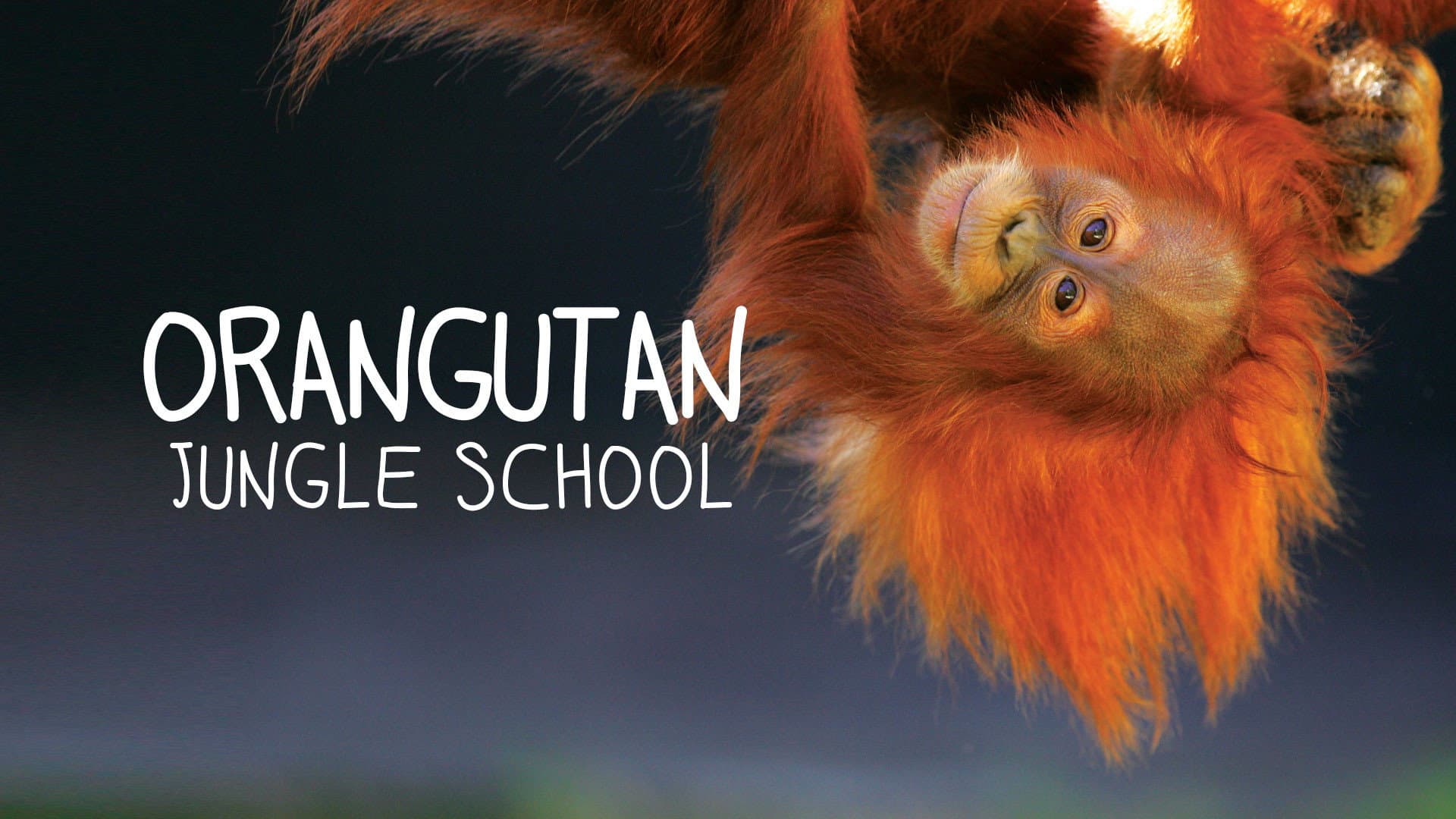 Escuela de orangutanes
