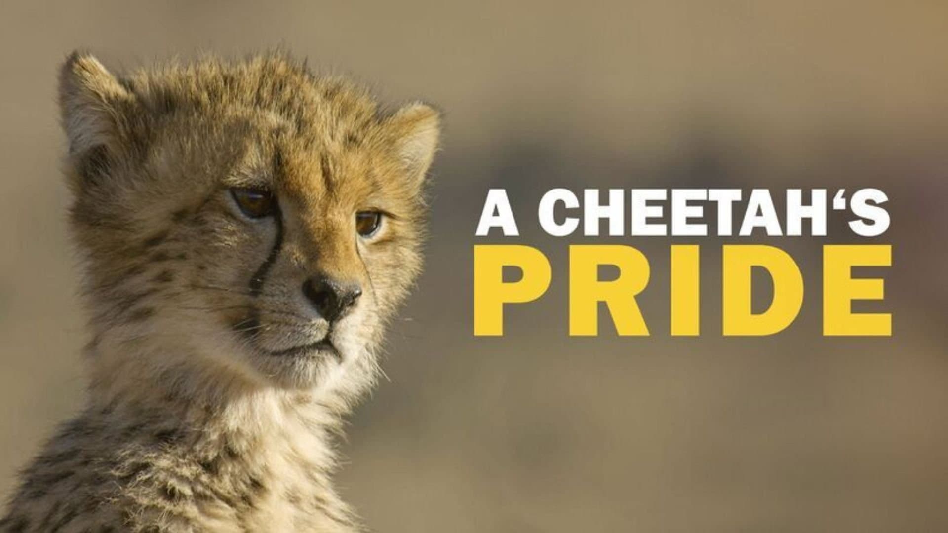 A Cheetah's Pride