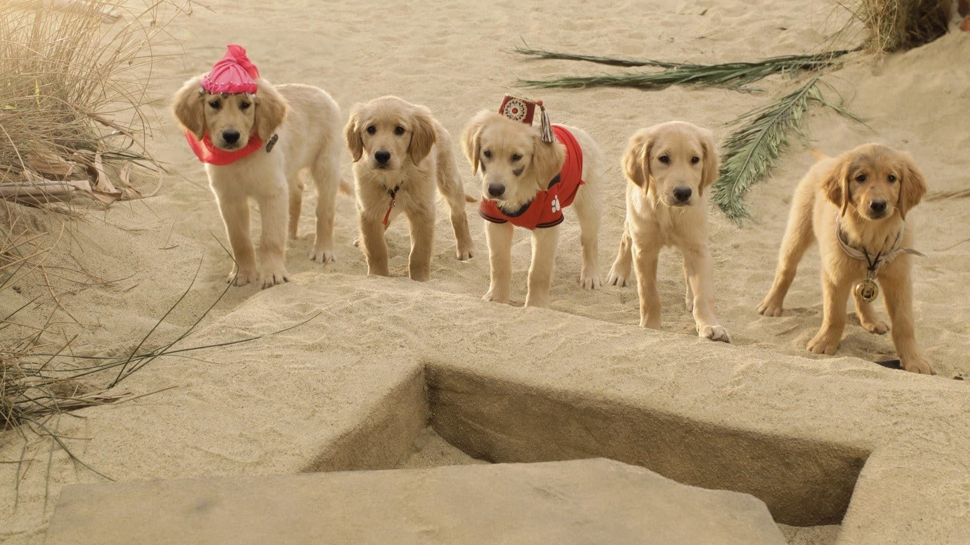 Buddies: Cazadores de Tesoros