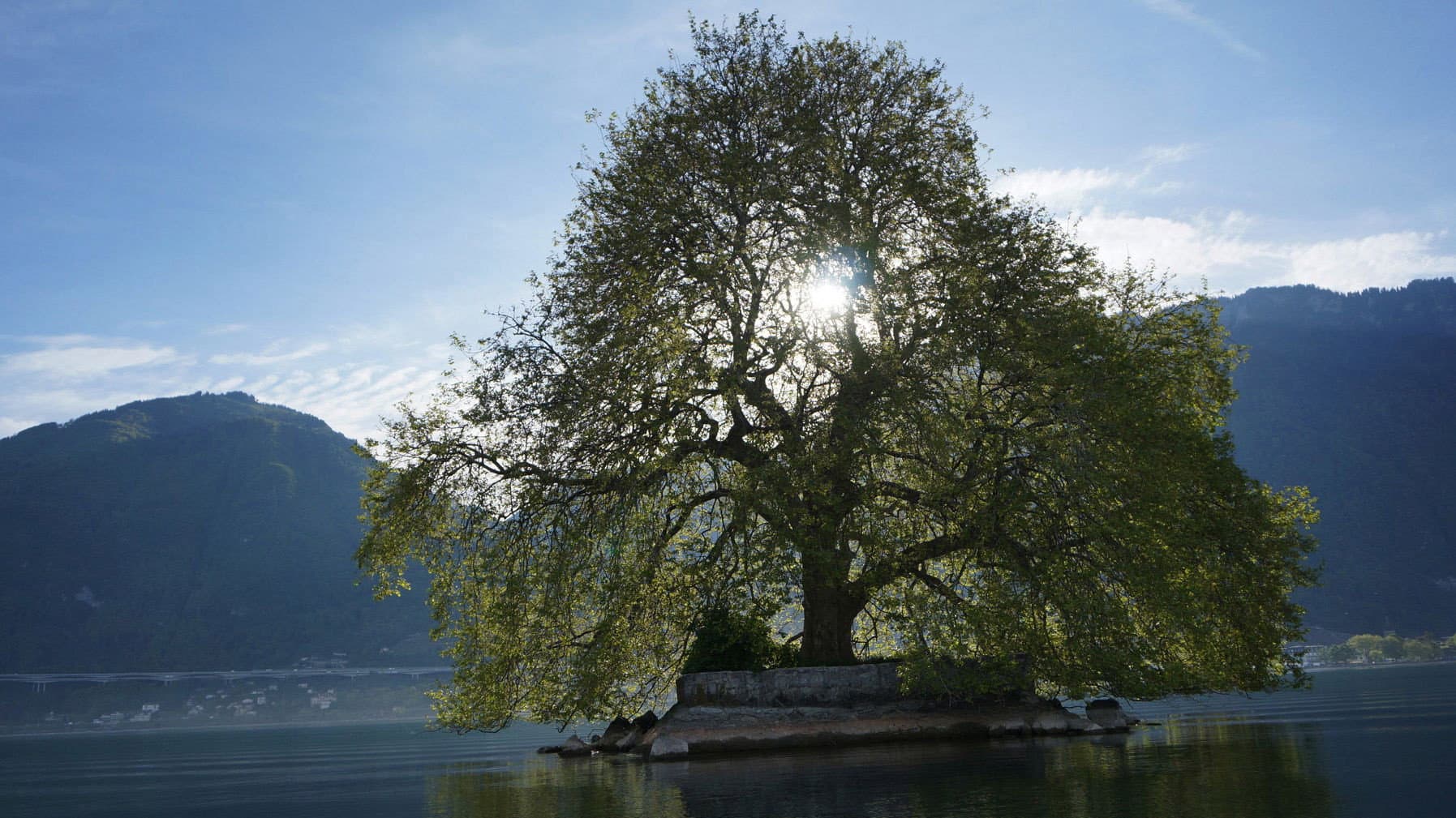 Histoires d'arbres