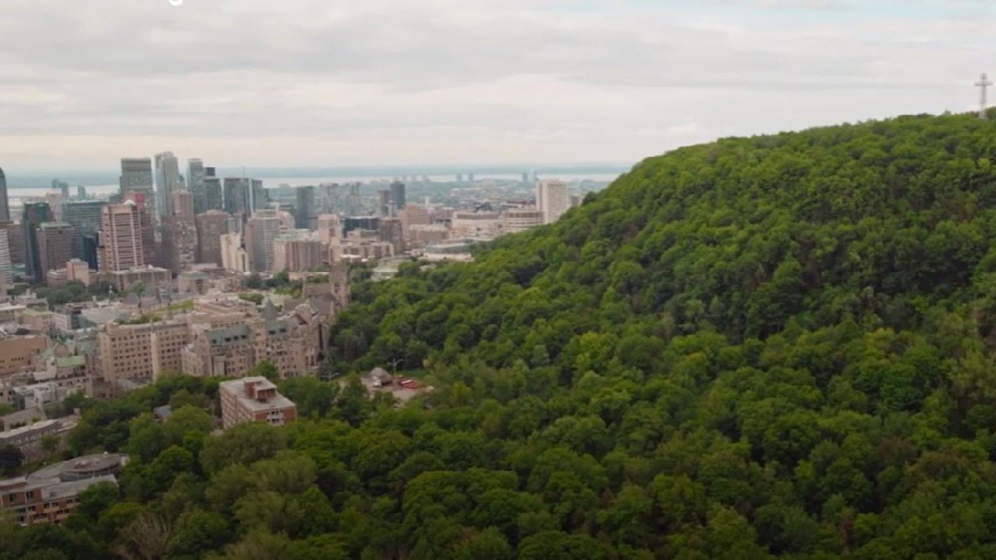 Forêts urbaines