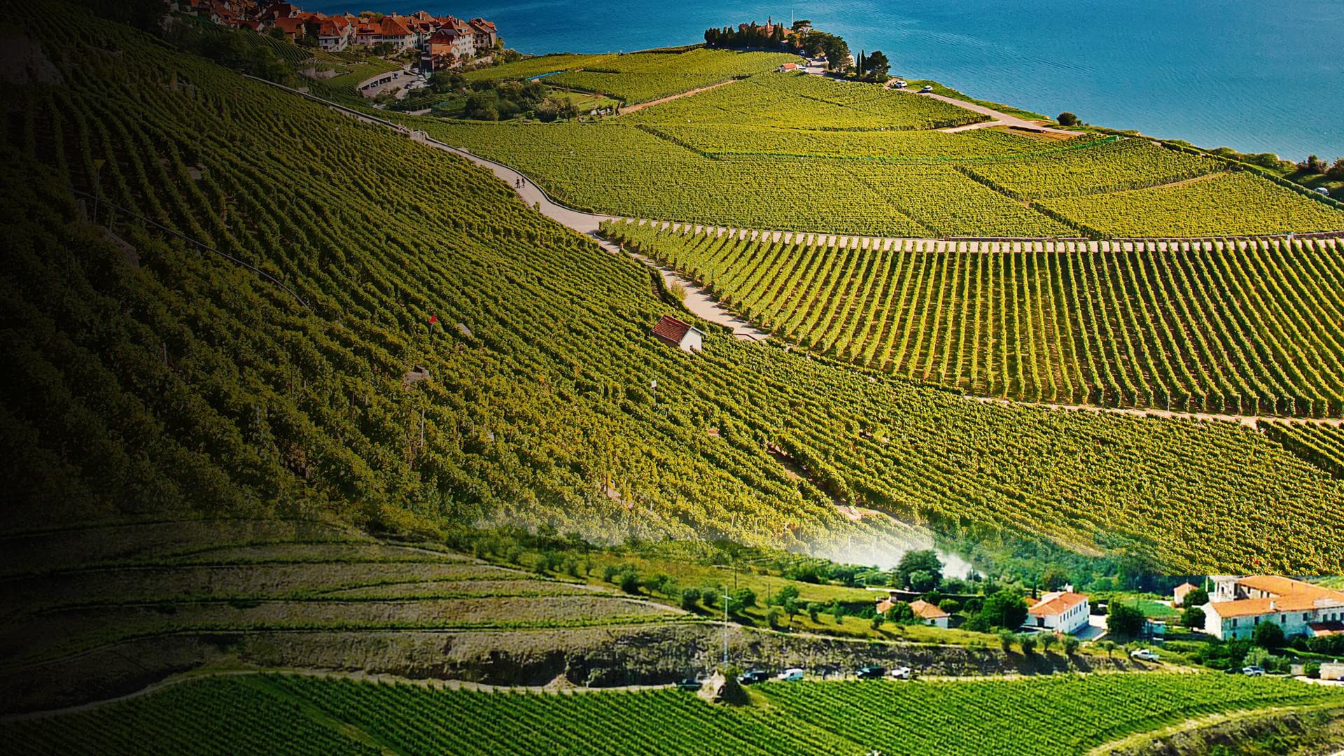 Des vignes et des hommes