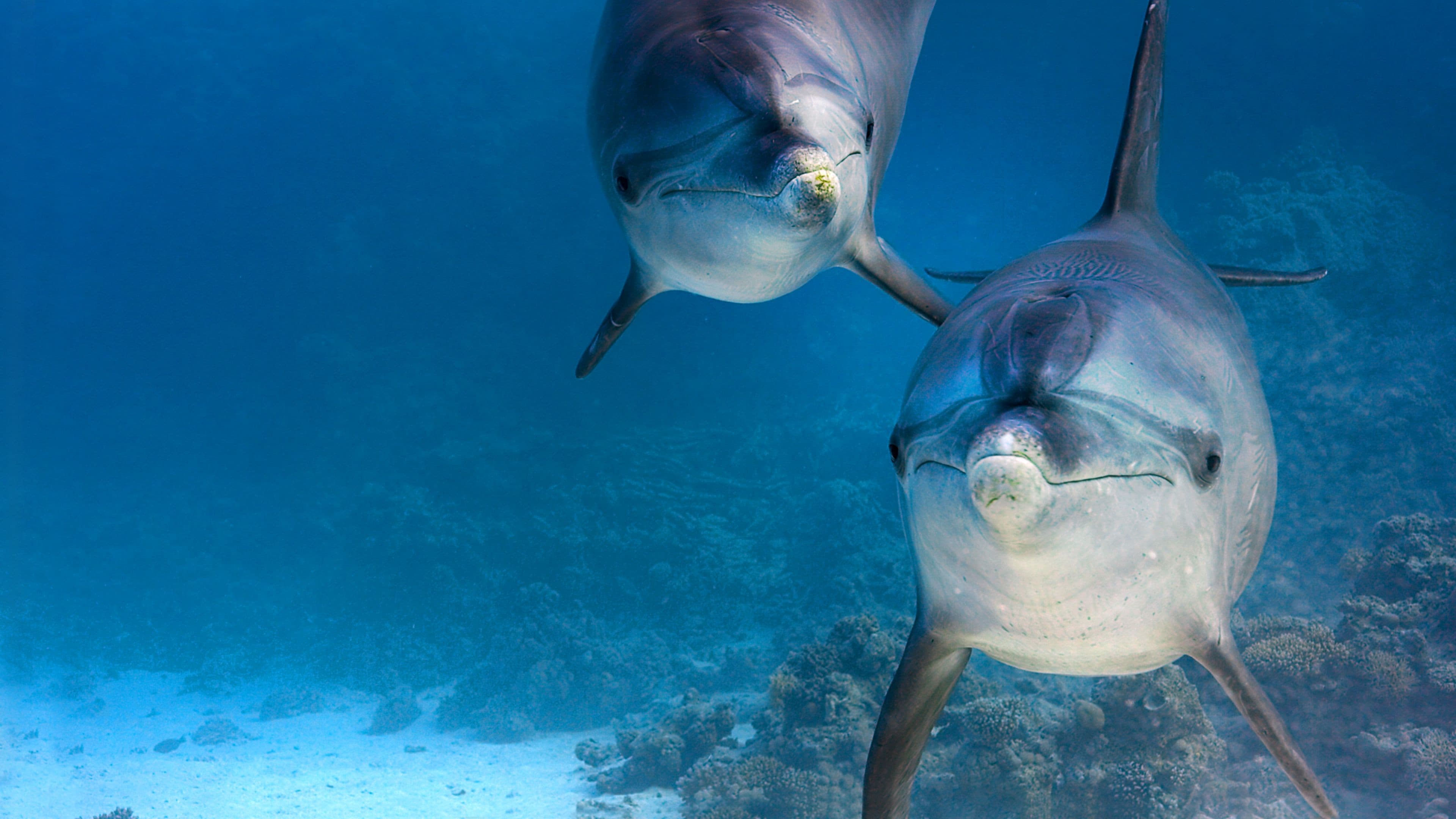Arrecifes de delfines
