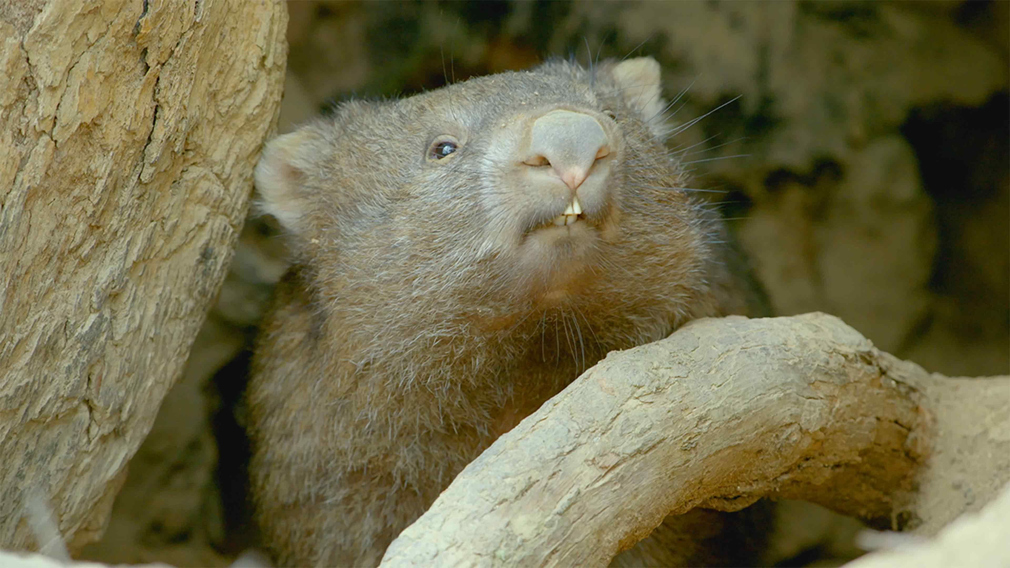 La vida secreta de los wombat
