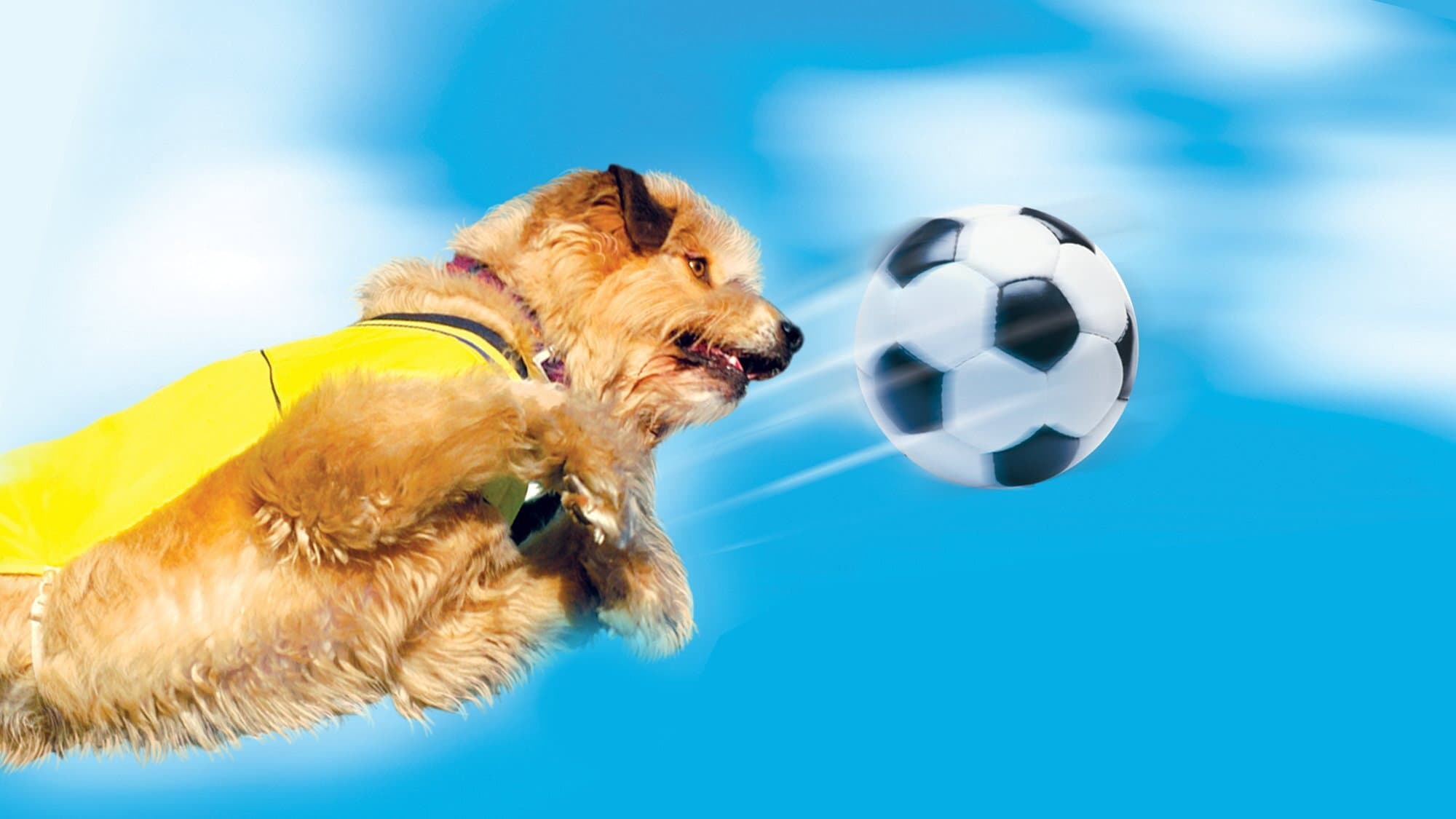 Soccer Dog Collection