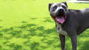 Cesar Millan: Love My Pit Bull — foto 1