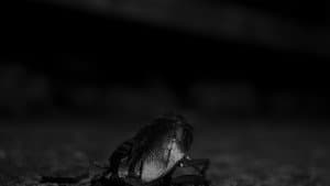 O Pêndulo — foto 1