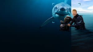 Tiburones De Cerca Con Bertie Gregory — foto 9