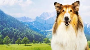 Lassie: Una nueva aventura — foto 4