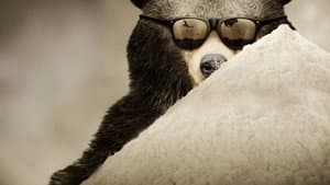 Cocaine Bear: The True Story — foto 2