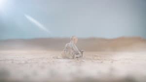 Blink in the Desert — foto 1