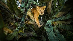 Tree Climbing Lions — foto 2