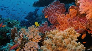 Coral Reef Adventure — foto 3