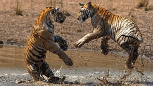 Tigres — foto 12