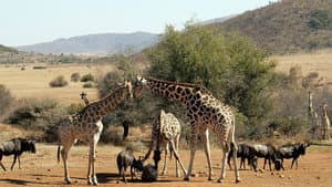 Wild South Africa — foto 2